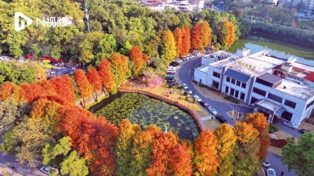 来广东韶关邂逅一片“燃烧”的冬天