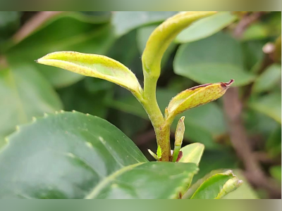 岭南深山飞出“金叶子”:一只小虫叮出的百亿茶业与千万人生