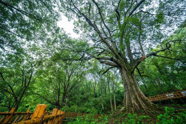 围绕古树修建栈道，保护古树生长环境。