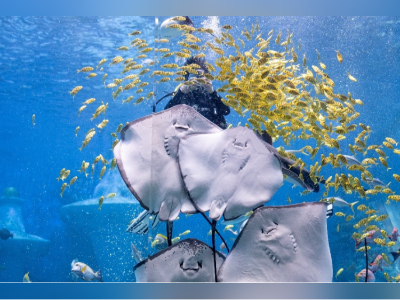 广州元旦文旅盛宴启幕：海洋奇观、国宾馆奇遇、香雪实惠上阵