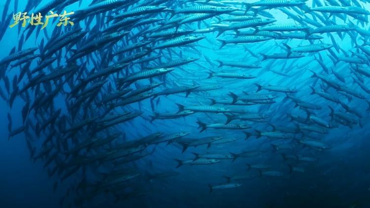 4K超高清自然纪录片《野性广东》:深圳大鹏潜水观测珊瑚