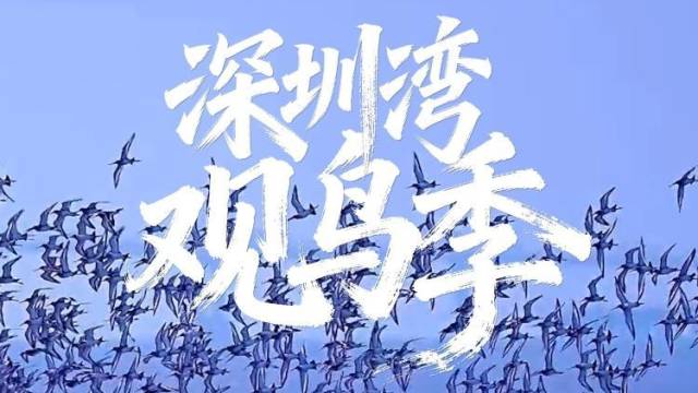 深圳湾观鸟黄金季已至！千万只候鸟振翅齐飞