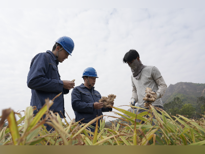 从田间到电商，汕尾宝楼姜全产业链背后的电力支撑