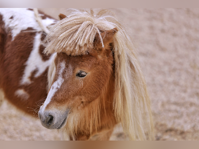 马年看真马,广州动物园邀您“马上”过新春