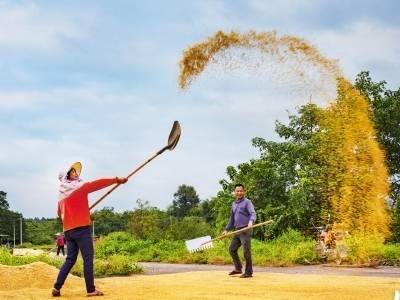 丝苗米的品牌破圈之道｜广东米王看丝苗