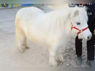 马年养“小马宝莉”?“云养马”才是适合多数人的方式