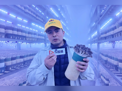 广货年味集背后的老马小马：小菌菇做大文章，产销双双创新高