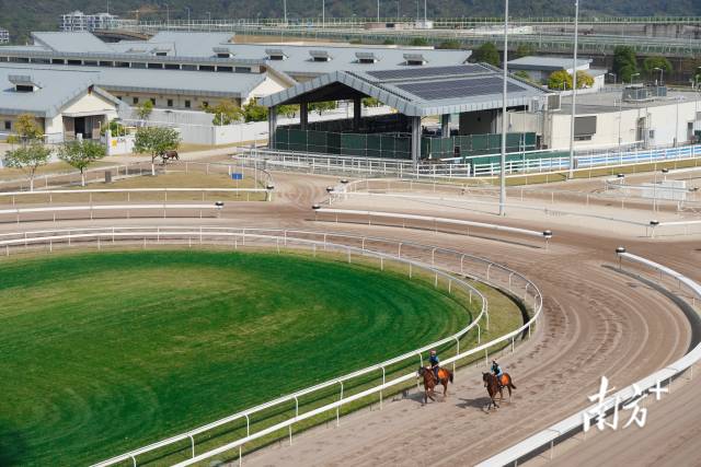 香港赛马会从化马场日常马匹训练。南方+记者 钟志辉 摄
