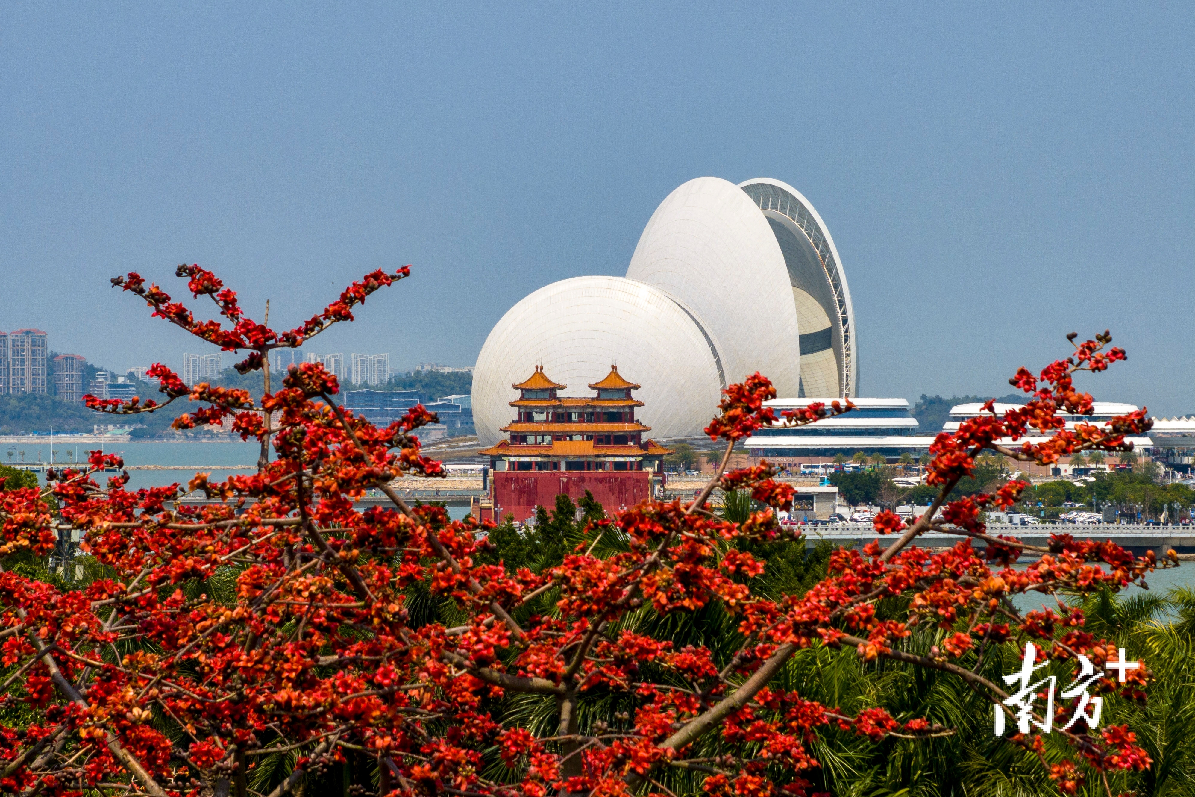洁白的“日月贝”与鲜红的木棉形成鲜明对比，宛如一场自然与艺术的对话。