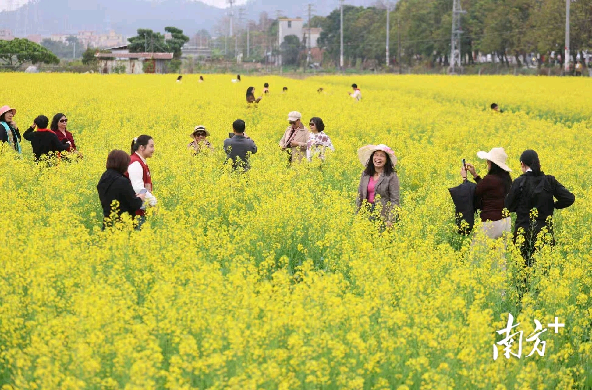 珠海斗门百亩油菜花提前绽放。