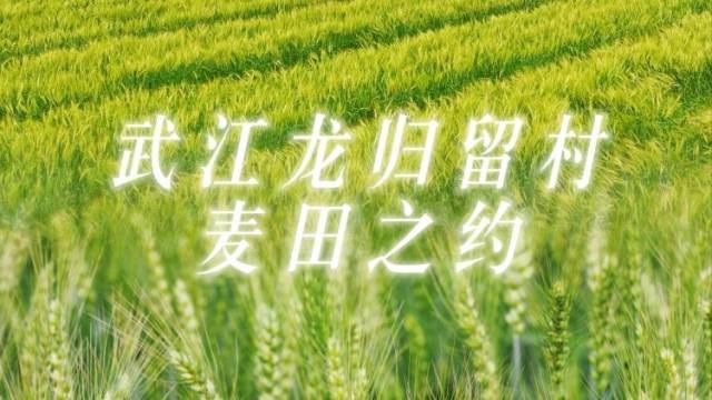 用色彩闯入韶关第一茬麦浪，用镜头偷走这个春天