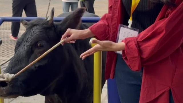 真牛已就位！粤BA汕头赛区看比赛抽真牛