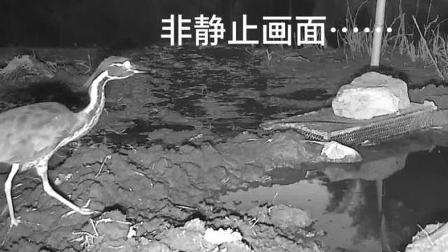 “世界最神秘的鸟”现身河源，首次留下美丽身影，全球仅千只