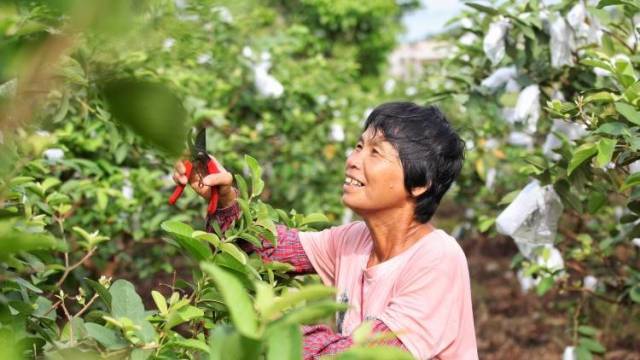2026“荔枝自由”告急，大自然“深呼吸”待来年再丰收