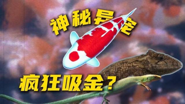 奇趣新赛道狂飙崛起，佛山爬宠异宠新产业招引“哇”声一片