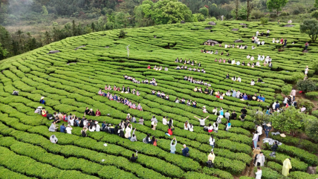 来了韶关才知道，山上的茶还没醒，桌上的春已入菜