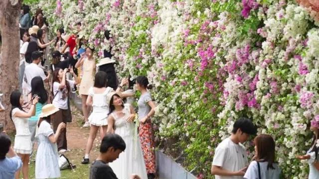 深圳还是太“花”了！莲花山公园绝美花墙刷屏