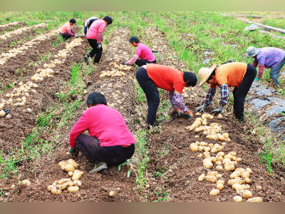 郁南县冬种马铃薯丰收，亩产创新高，农户增收喜笑颜开
