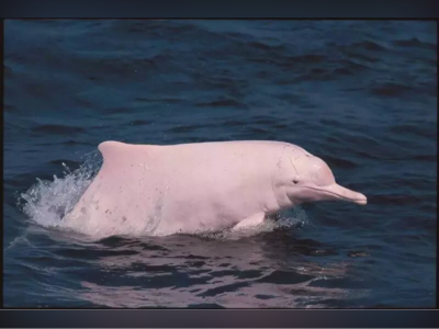 钦州承认存在“三无”船只载客看白海豚乱象！将实施专项整治