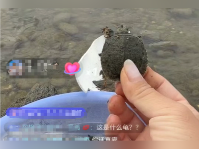 直播打赏助长放生乱象,亟待线上线下共筑防线