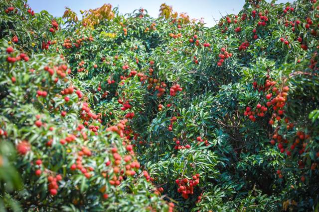 遂溪乌塘仙品荔