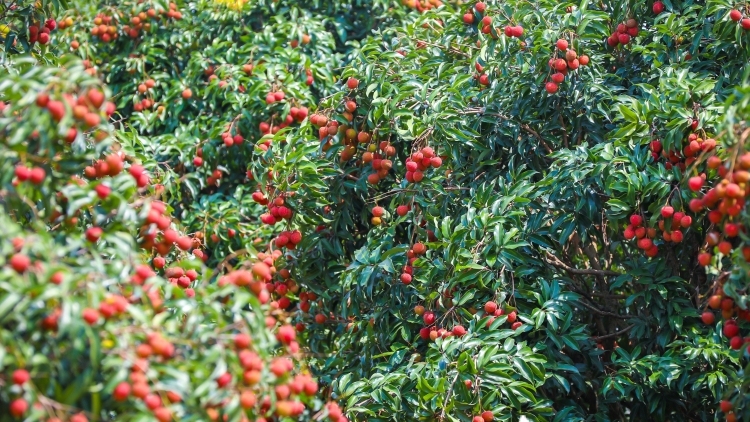 有 “荔” 量！遂溪个私协会13个办事处集体助力家乡好果