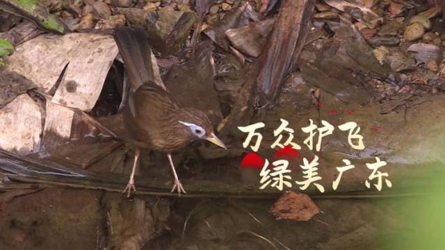 6只国家二级保护鸟类画眉在韶关放飞，振翅重返山林