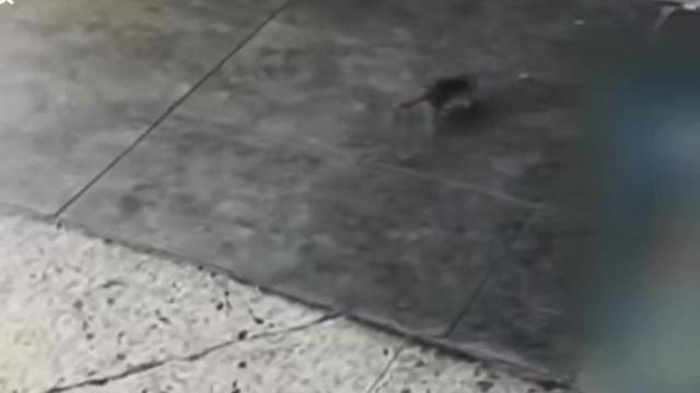 台湾台北市出现汉坦病毒致死病例，台北市全城消杀