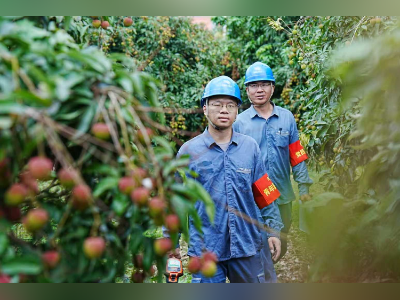 南果北上：湛江遂溪供电局助力早熟荔枝保鲜