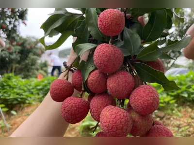 广东荔枝开市，粤西领“鲜”！湛茂阳扛起全省产销大旗