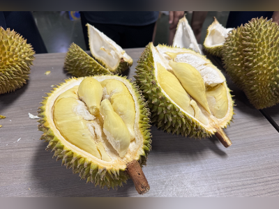 今年第二波榴莲销售旺季到来！泰国水果开柜仪式在广州举办