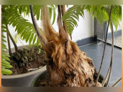 广州有人卖逾三千株野生金毛狗蕨被刑拘！系重点保护野生植物