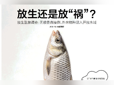 头版头条 | 放生乱象调查:无报备直接倒,外来物种混入