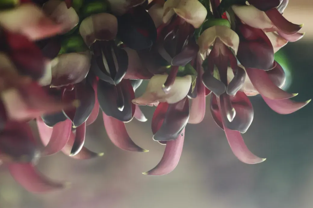 禾雀花盛开 彭伟宗摄 禾雀花盛开 彭伟宗摄