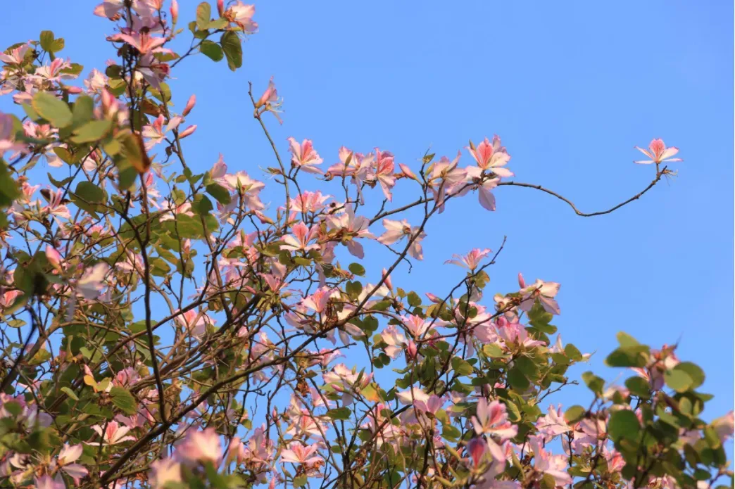 东湖公园繁花开 彭伟宗摄 东湖公园繁花开 彭伟宗摄