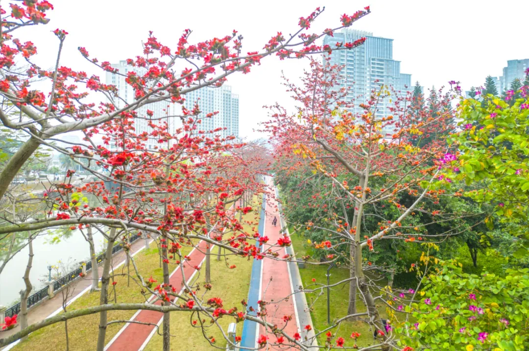 木棉花花开如火 彭伟宗摄 木棉花花开如火 彭伟宗摄