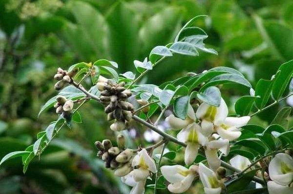 牛大力的叶和花