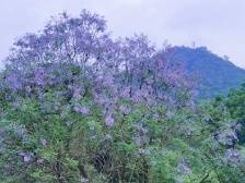 24日夜间至26日，广东新一轮暴雨来袭