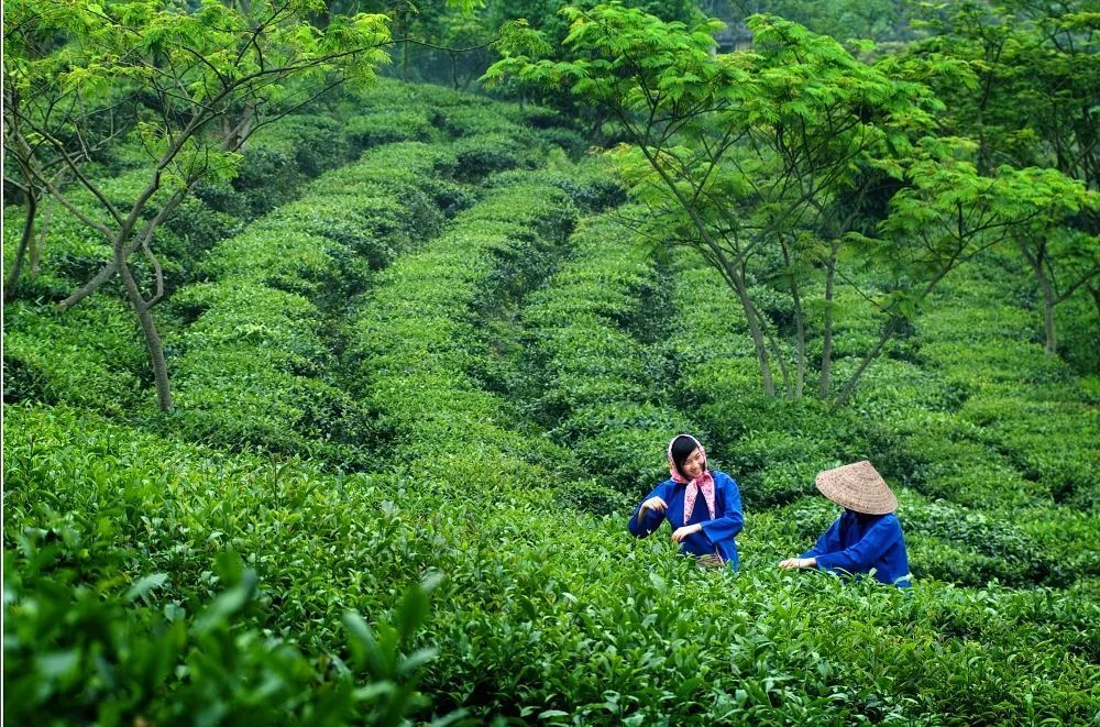 欧蕊荣 摄 欧蕊荣 摄