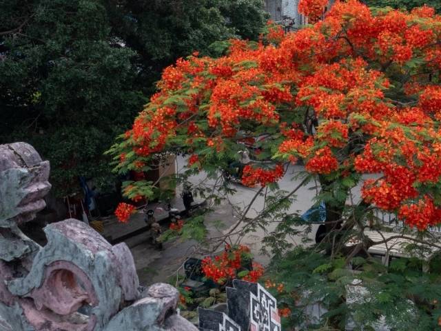 夏日番禺的“凤凰”传奇，浪漫何以抗拒？！