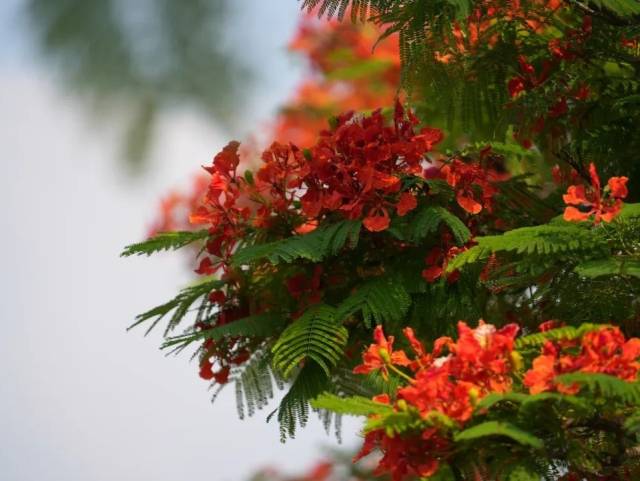 这夏，四会“火了”！