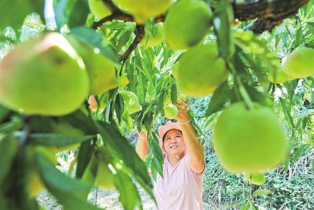 河源鹰嘴桃栽植户喜获丰充。起原：河源日报