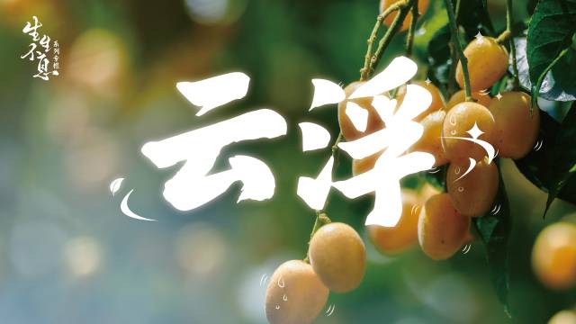 与时代共振|云浮，水灵灵的无核黄皮出圈了！