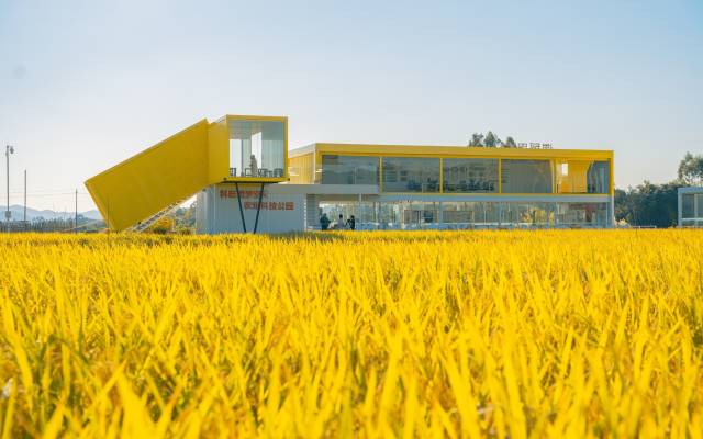 朱村丝苗米稻田公园