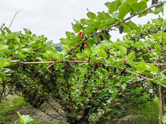 金灶：桑葚种植面积约1.5万亩 年产量约3750万公斤