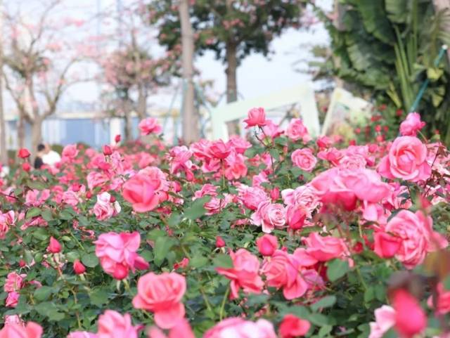 免费开放!超大片月季“花海”盛放,就在这里
