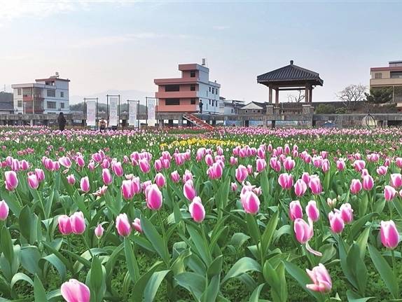 这里的郁金香,开到元宵节