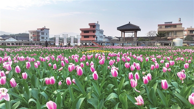 春节时分,和平县大坝镇水背村郁金香怒放,招引了繁密搭客前来不雅赏。 叶春雨 摄
春节时分,和平县大坝镇水背村郁金香怒放,招引了繁密搭客前来不雅赏。 叶春雨 摄