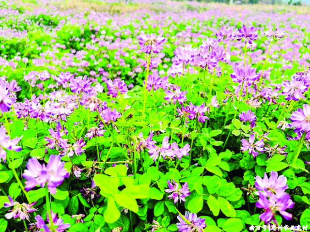 龙门紫云英“上岗” 闲田变肥田