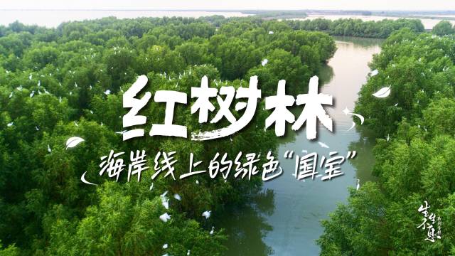 湛江，像爱护眼睛一样守护好红树林！